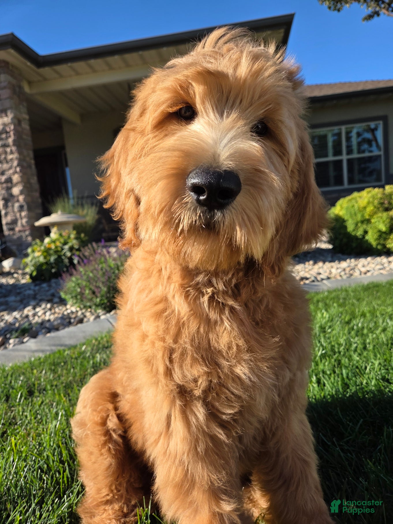Goldendoodle dogs Peanut  - Ad 1