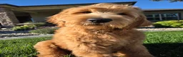 Goldendoodle dogs for sale: Peanut  - Ad 1