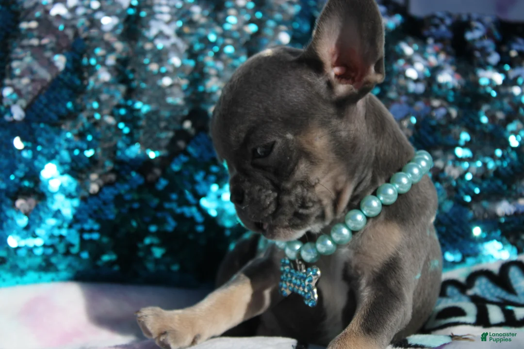 French Bulldog dogs for sale: Oliver - Ad 4