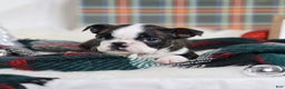 Boston Terrier dogs for sale: Gala - Ad 2