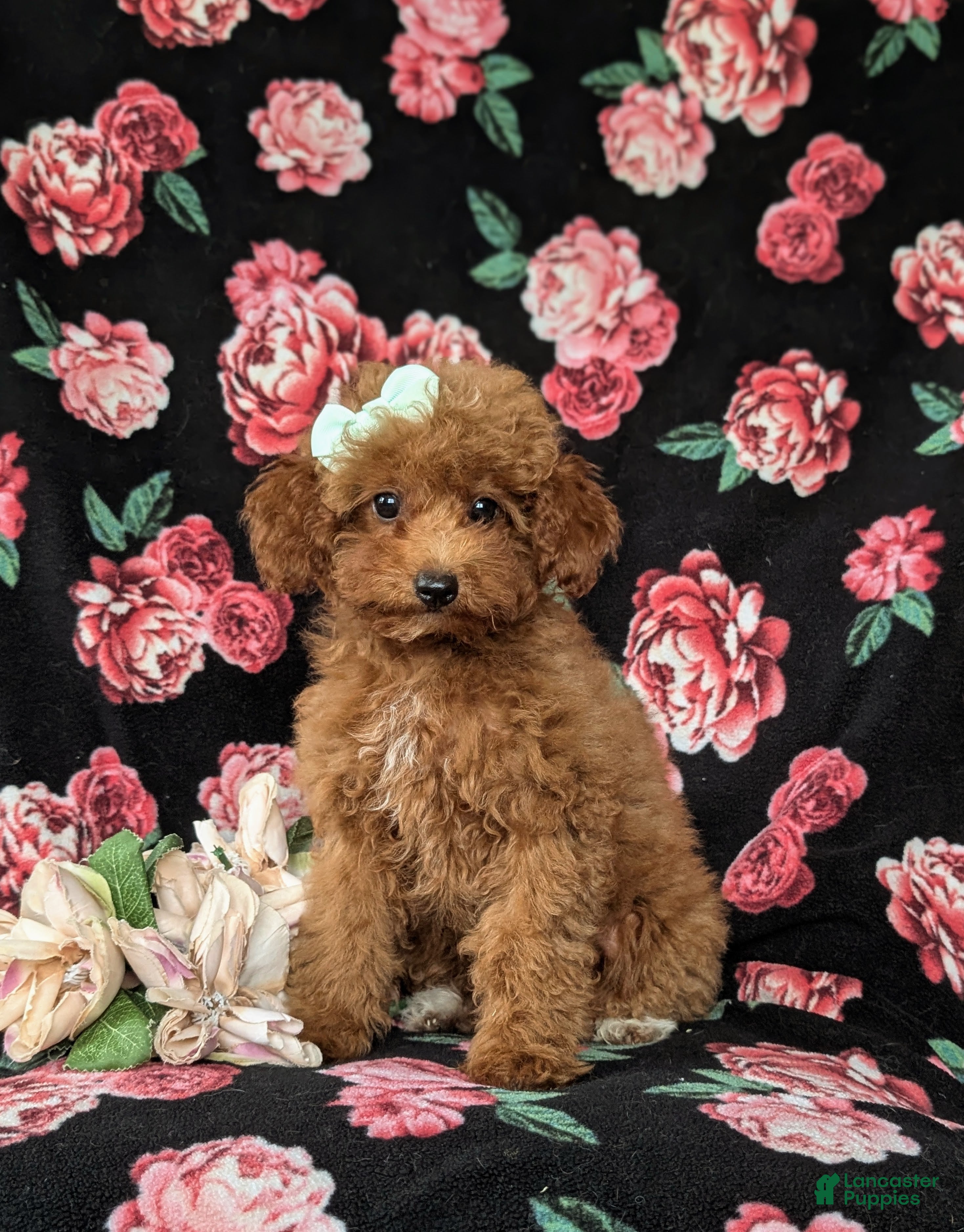 Mini Goldendoodle dogs Stefani 10 lbs full grown - Ad 1
