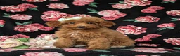 Mini Goldendoodle dogs for sale: Stefani 10 lbs full grown - Ad 1