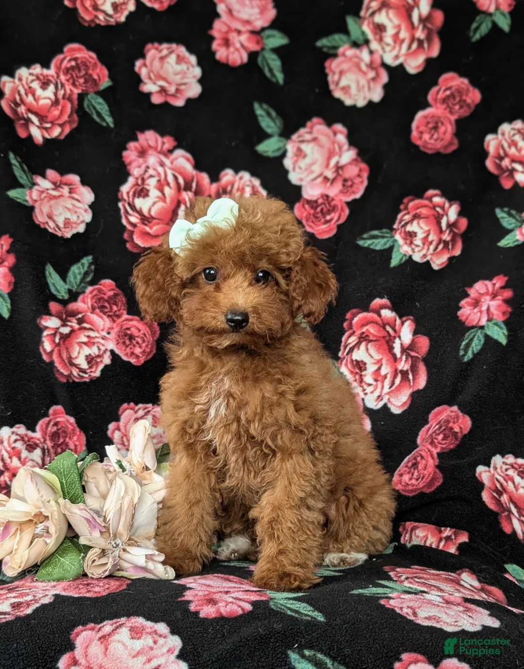 Mini Goldendoodle dogs for sale: Stefani 10 lbs full grown - Ad 1