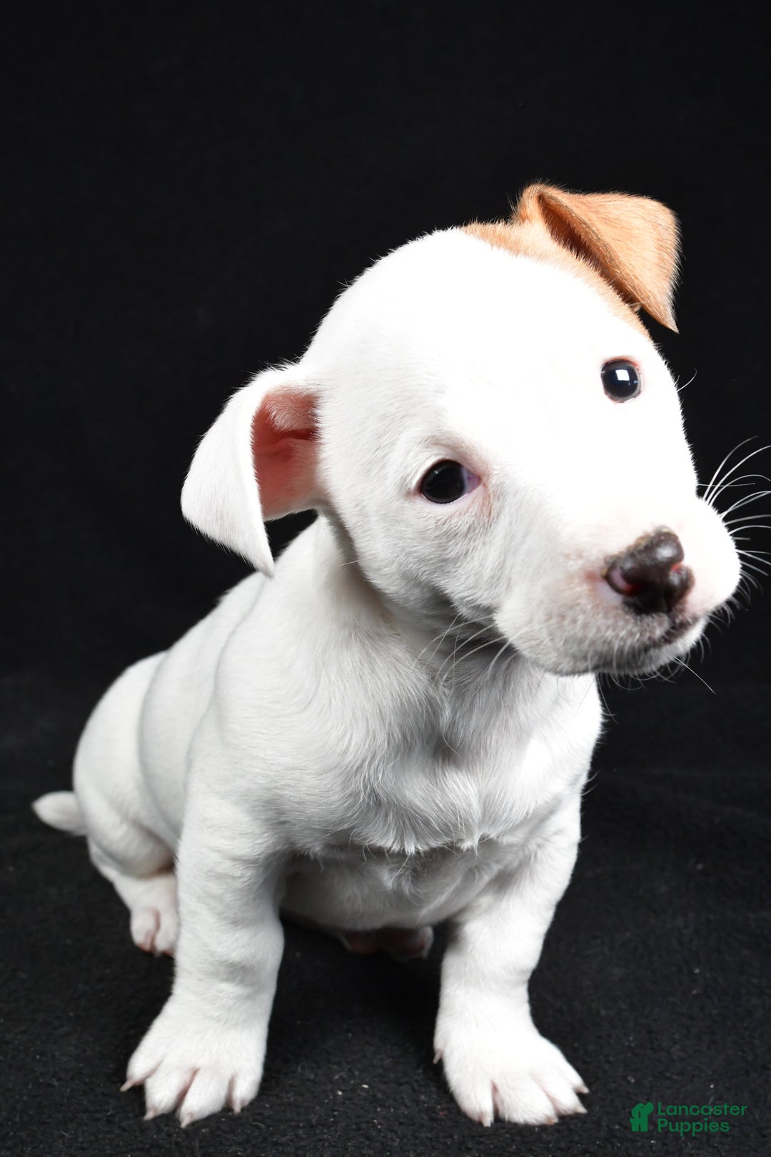Jack Russell Terrier dogs for sale: Pansy - Ad 6