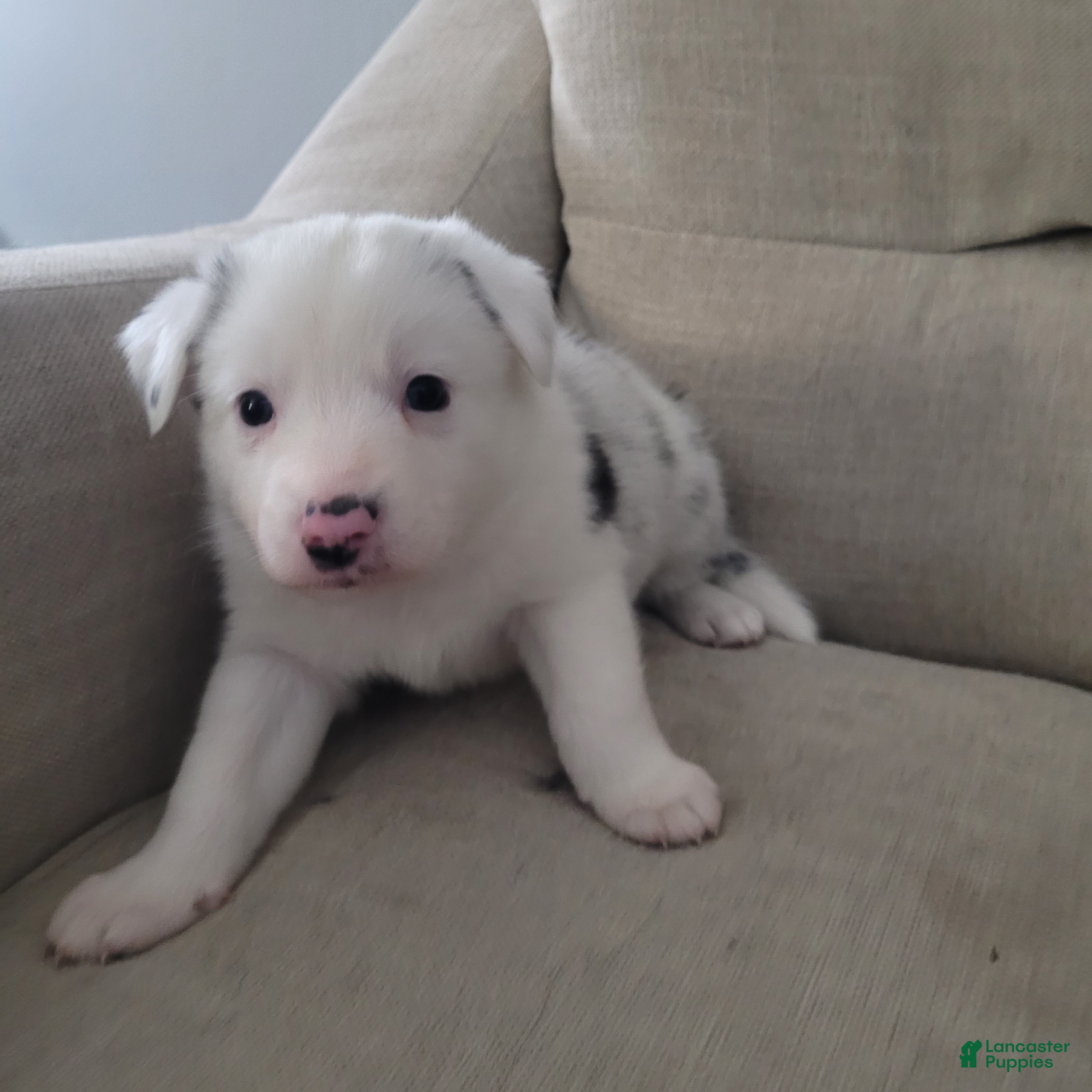 Mixed Breed dogs Ginny - Ad 7