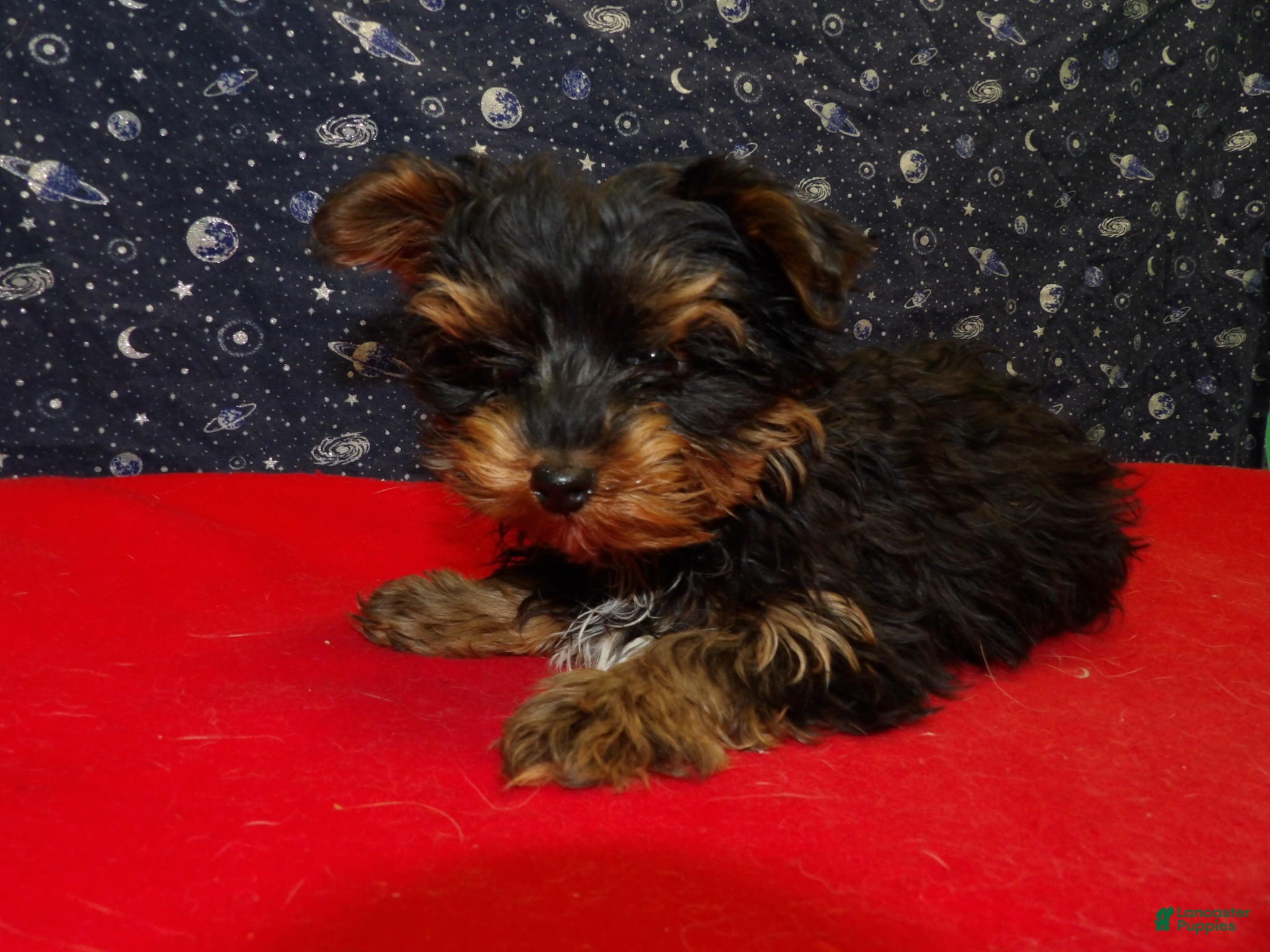 Yorkshire Terrier dogs Jonah - Ad 14