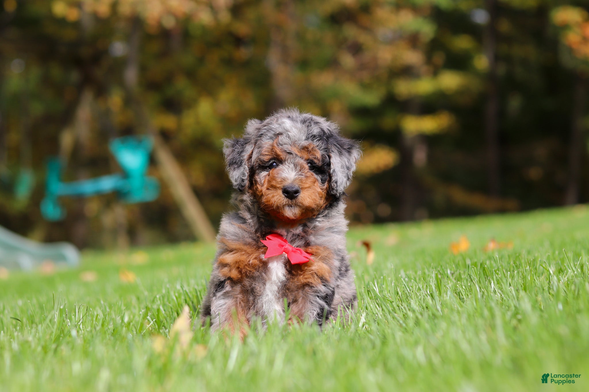 Mini Bernedoodle dogs Kelce - Ad 2
