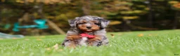 Mini Bernedoodle dogs for sale: Kelce - Ad 2