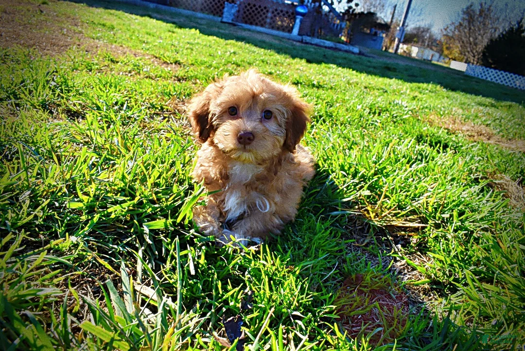 Havapoo dogs for sale: Sunny - Ad 54