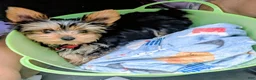 Yorkshire Terrier dogs for sale: Yorkshire Terrier 1 - Ad 2