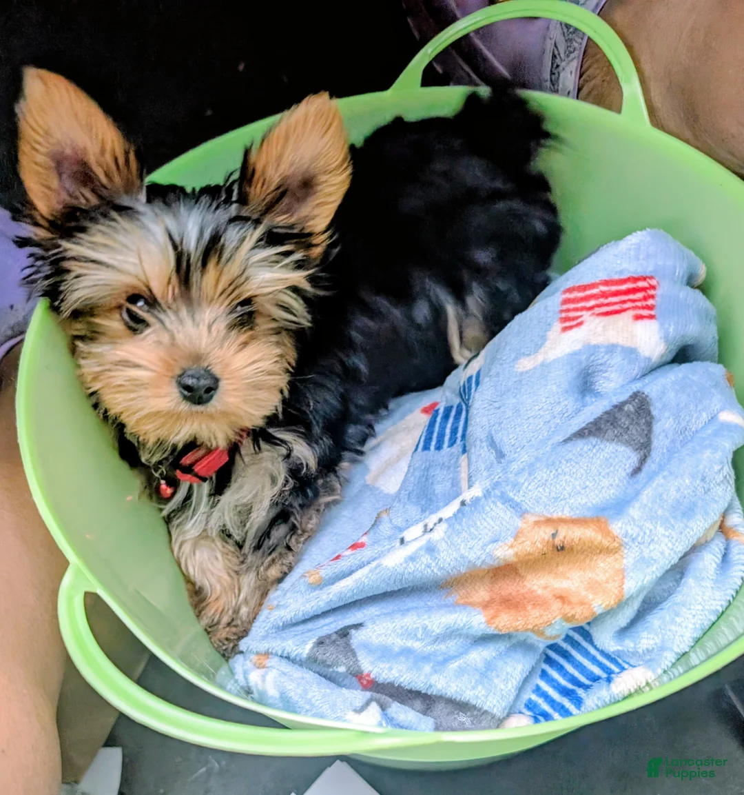 Yorkshire Terrier dogs for sale: Yorkshire Terrier 1 - Ad 2