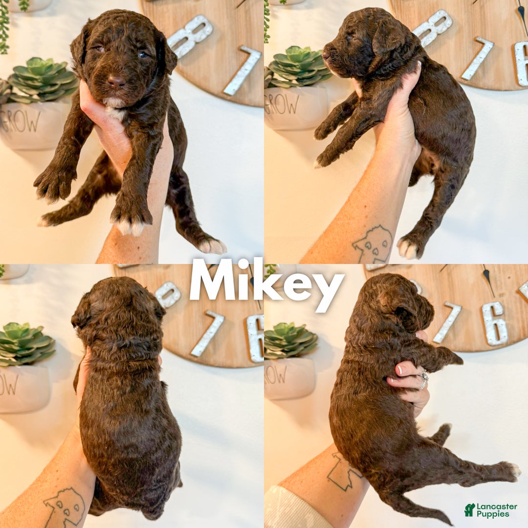 Goldendoodle dogs for sale: Mikey - Ad 2