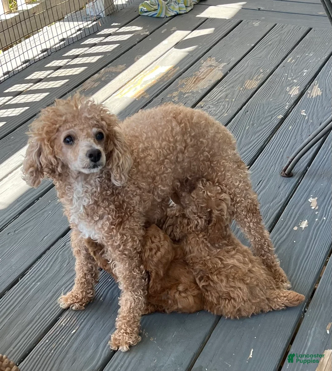 Toy Poodle dogs for sale: Honey 🐾❤️AKC 🐾House & Crate Trained❤️610-806-6386 - Ad 12