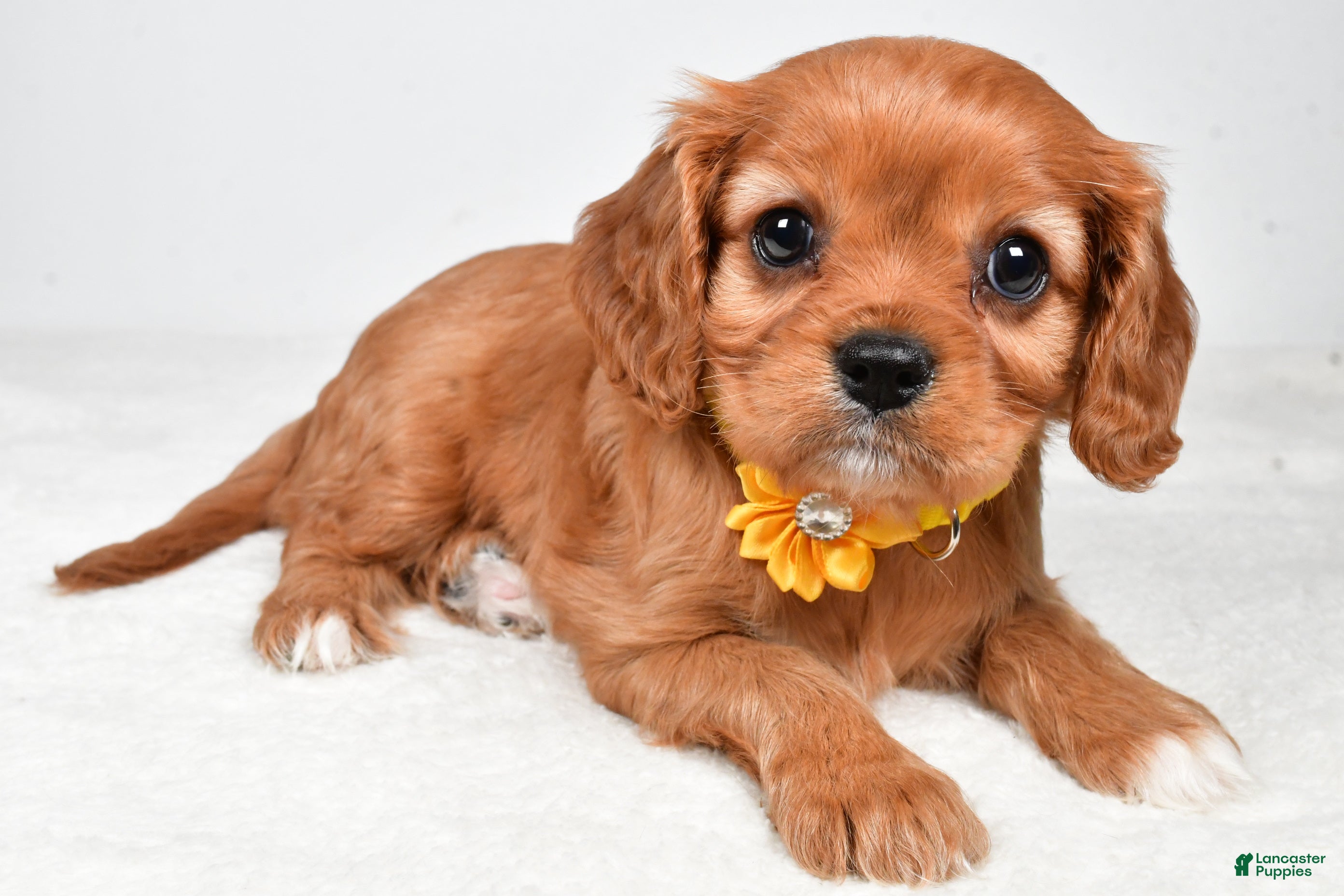 Cavalier King Charles Spaniel dogs Kylie - Ad 1