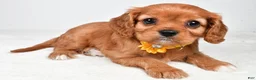 Cavalier King Charles Spaniel dogs for sale: Kylie - Ad 1