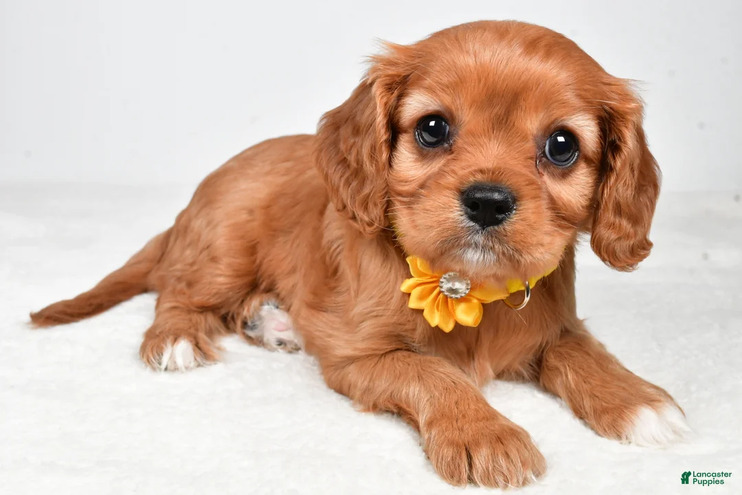 Cavalier King Charles Spaniel dogs for sale: Kylie - Ad 1