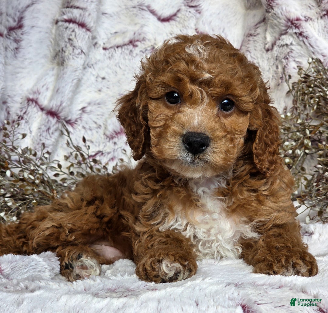 Cockapoo dogs for sale: Nixon - Ad 4