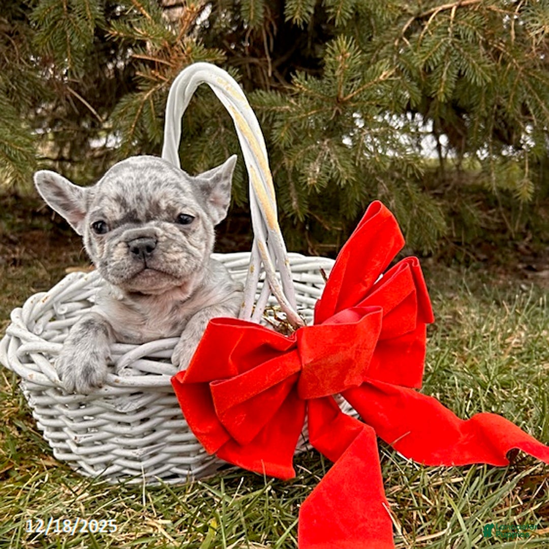 French Bulldog dogs for sale: Fern - Ad 1