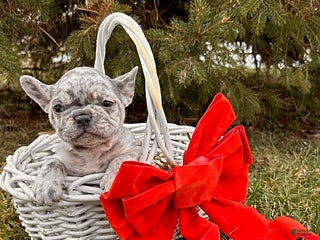 French Bulldog dogs Fern - Ad 20