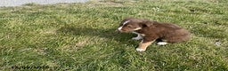 Border Collie dogs for sale: Lani - Ad 2