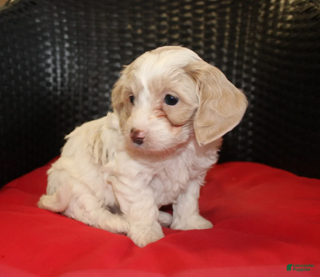Mini Goldendoodle dogs for sale: Ruby - Ad 2