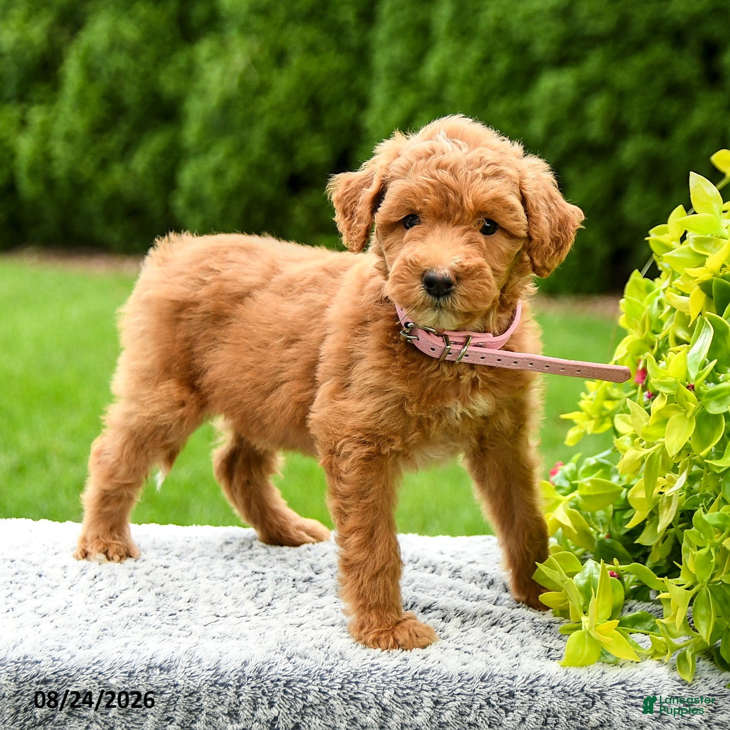 Mini Goldendoodle dogs Harper - Ad 1