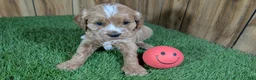 Cavapoo dogs for sale: Lizzy Girl 1 - Ad 1