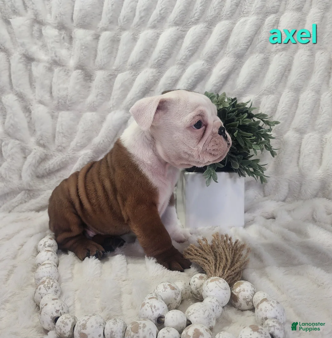 English Bulldog dogs for sale: AKC Axel  - Ad 2