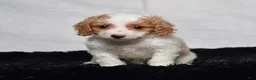 Cavapoo dogs for sale: Willow - Ad 6