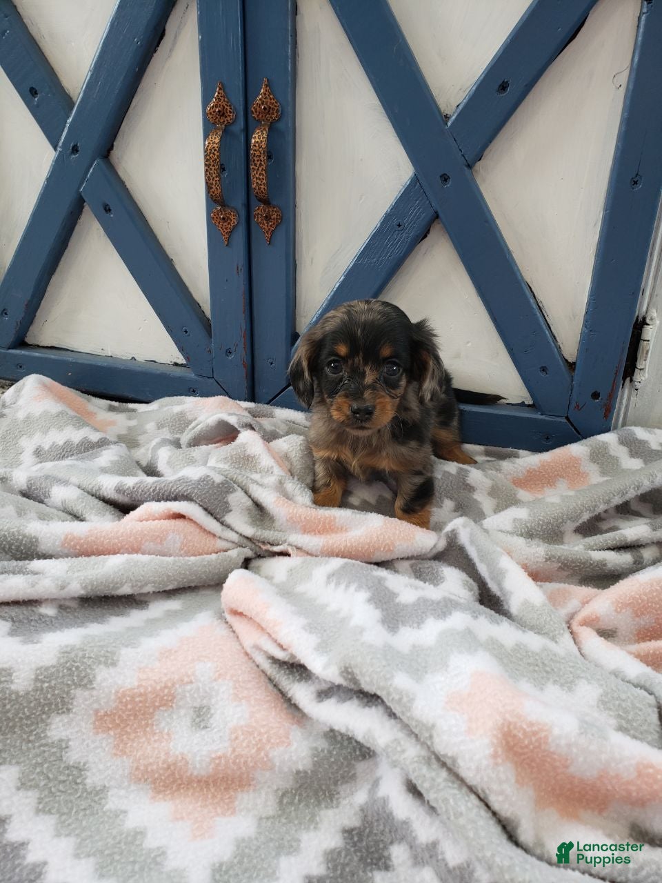Miniature Dachshund dogs Samantha  - Ad 25