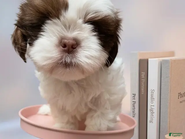 Shih Tzu dogs Little Baby Boy 💙 - Ad 1