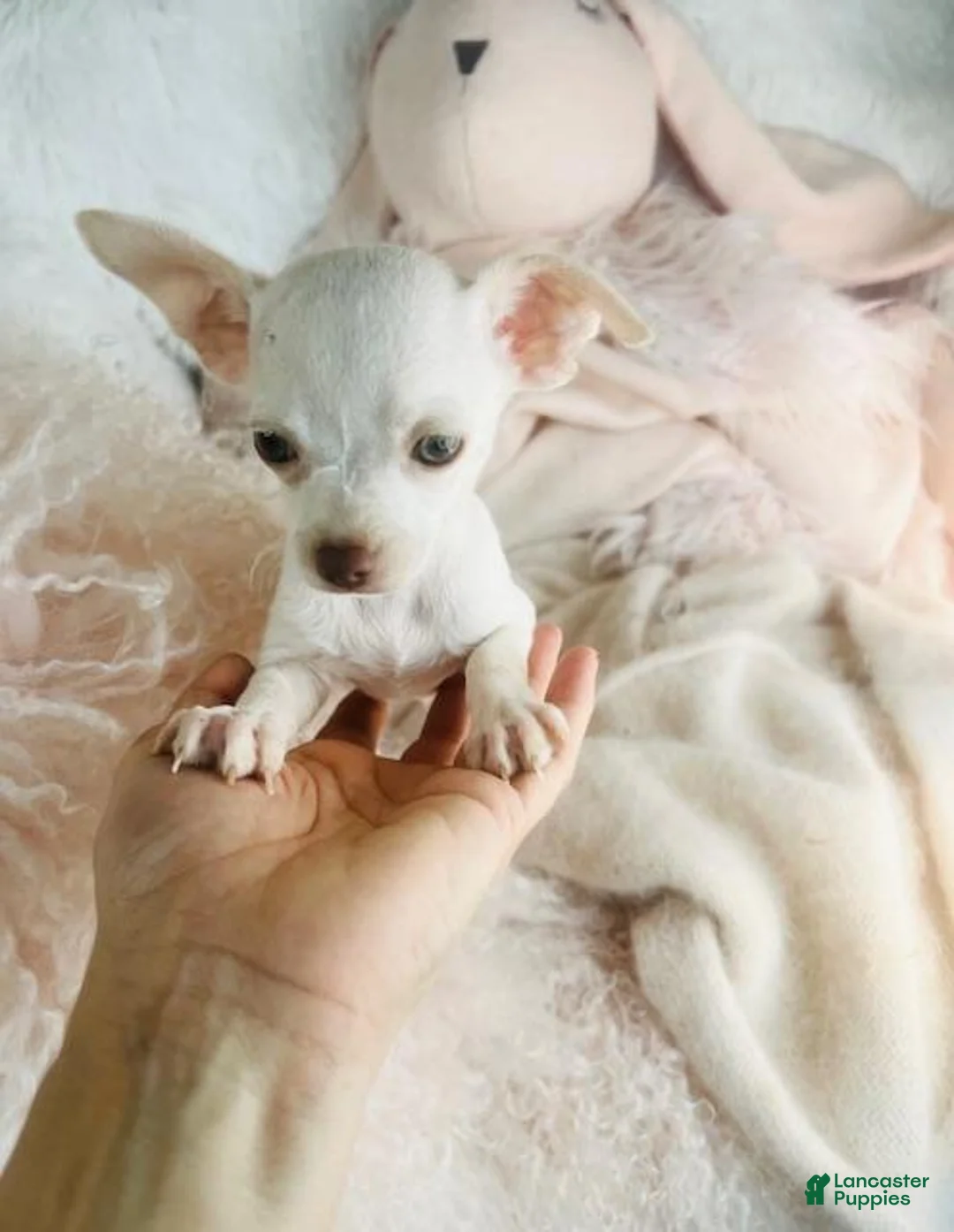 Chihuahua dogs for sale: Chihuahua Puppy 1 - Ad 3