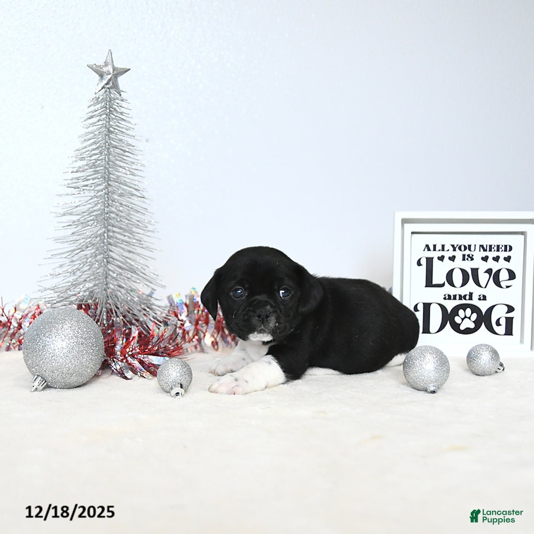 Puggle dogs for sale: Greta - Ad 2