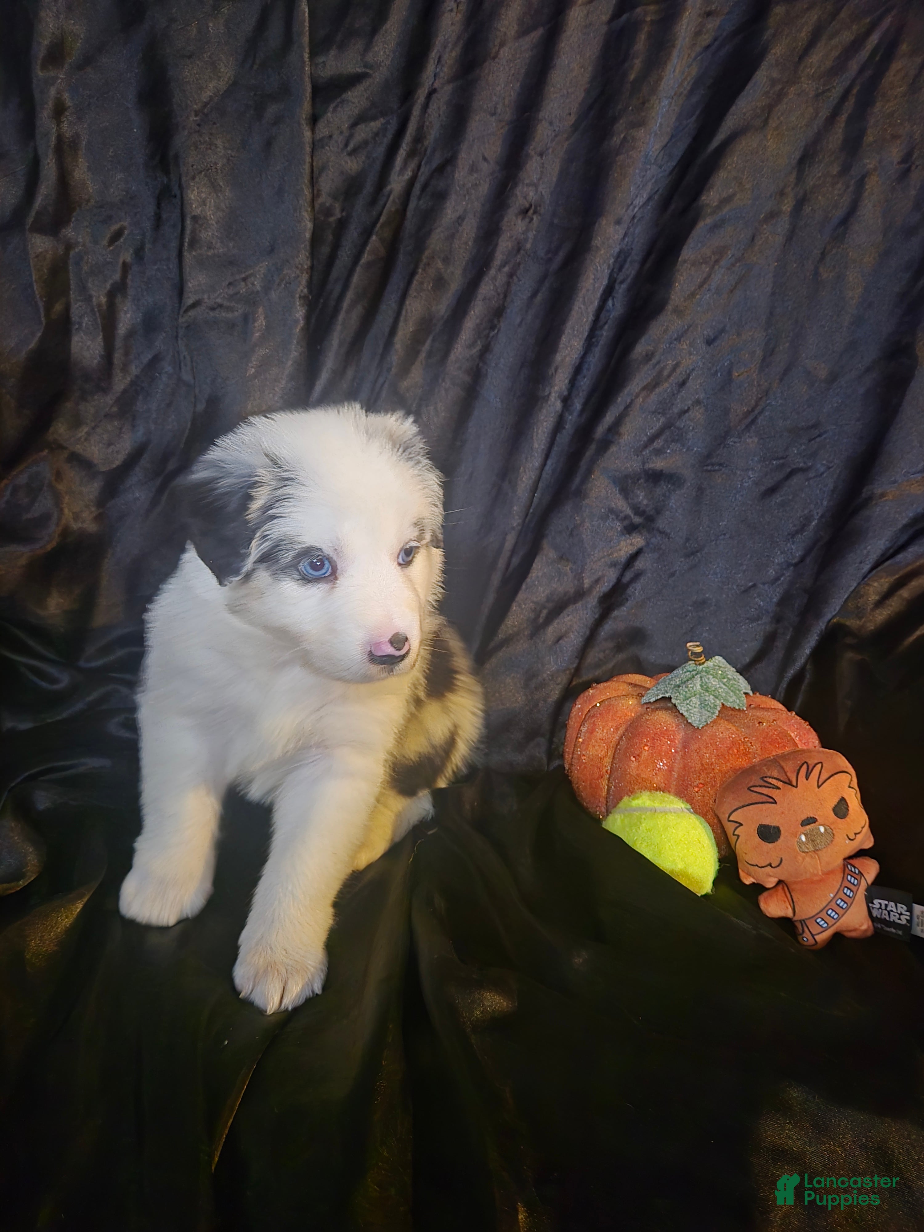 Australian Shepherd dogs  "Breezy Blue" -blue merle (blue eyed) - Ad 33