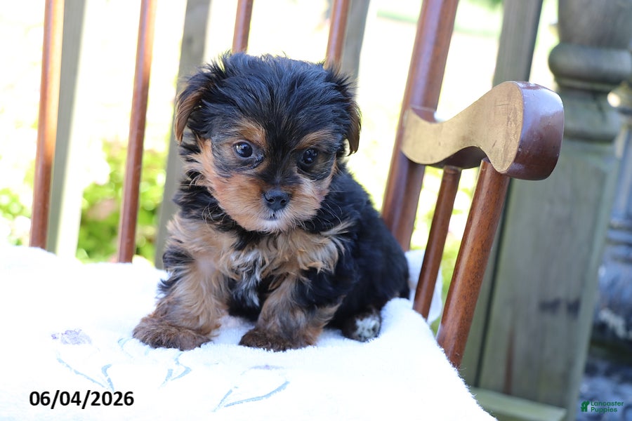 Yorkshire Terrier dogs for sale: Mike - Ad 4