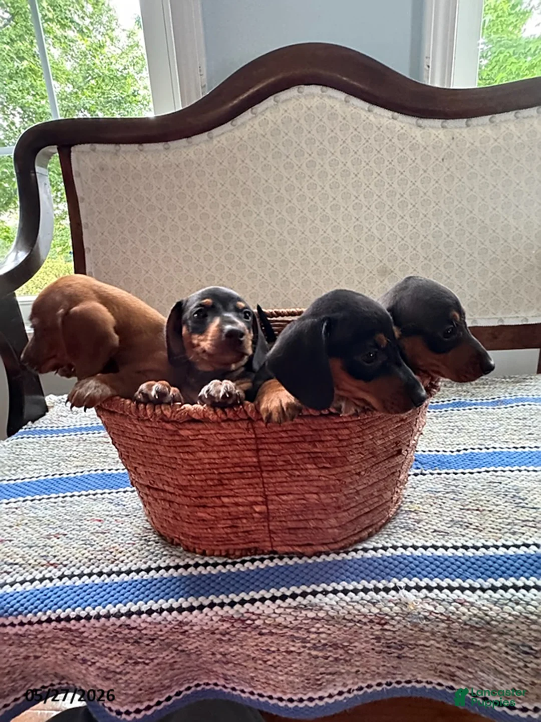 Mini Aussiedoodle dogs for sale: Ruby - Ad 5