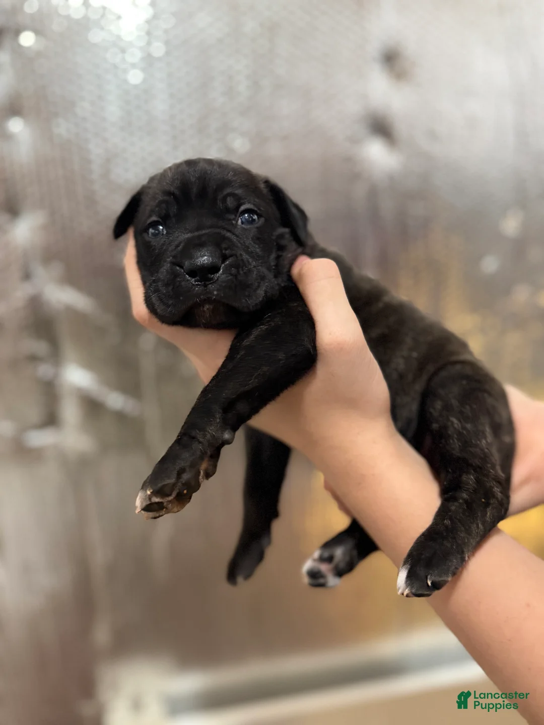 Cane Corso dogs for sale: Grey Collar - Ad 1