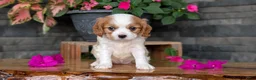 Cavalier King Charles Spaniel dogs for sale: Lyla - Ad 6