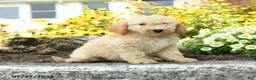 Mini Goldendoodle dogs for sale: Trina - Ad 3