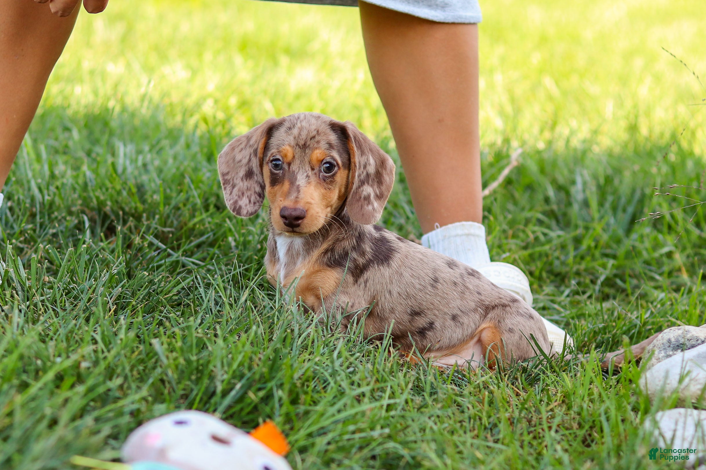 Miniature Dachshund dogs Buddy - Ad 2