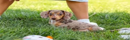 Miniature Dachshund dogs for sale: Buddy - Ad 2