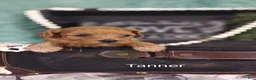 Cavapoo dogs for sale: Cavapoo 2 Tanner - Ad 4