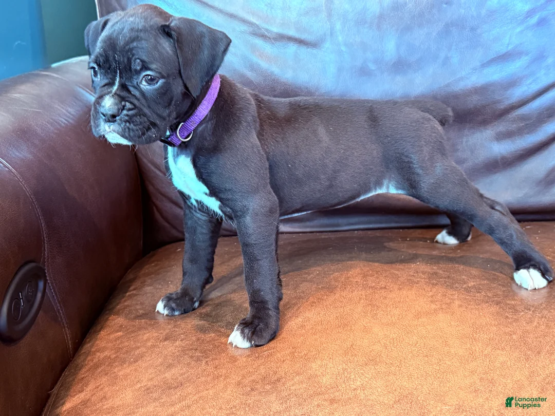 Boxer dogs for sale: Mia - Ad 1
