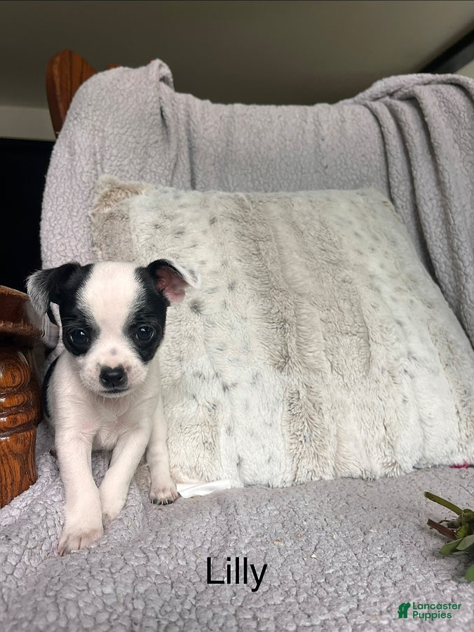 Chihuahua dogs Lilly - Ad 1