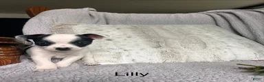 Lilly