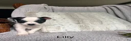 Chihuahua dogs for sale: Lilly - Ad 1