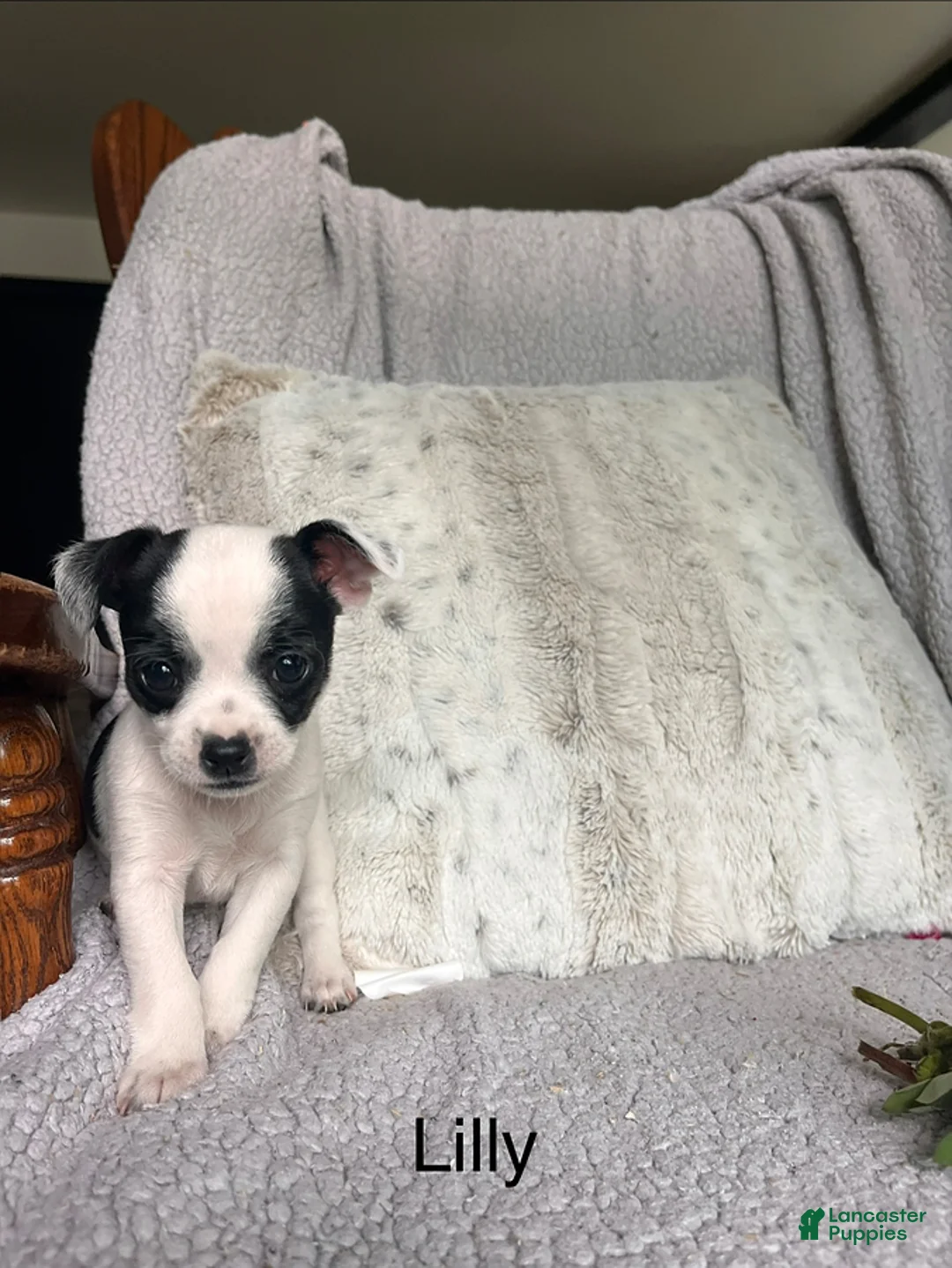 Chihuahua dogs for sale: Lilly - Ad 1