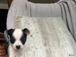 Chihuahua dogs for sale: Lilly - Ad 4