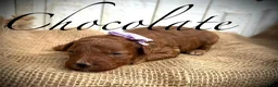 Miniature Poodle dogs for sale: Chocolate - Ad 3