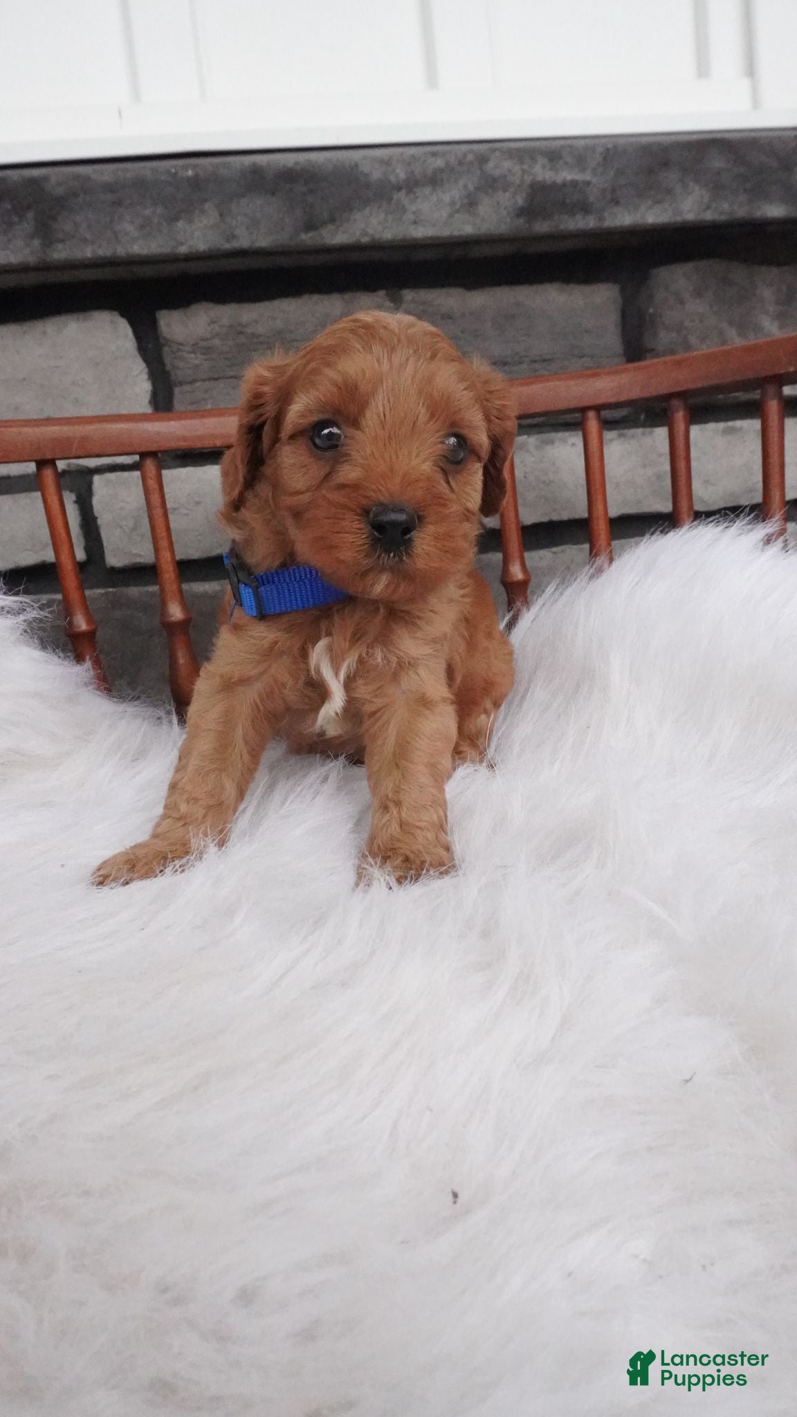 Cavapoo dogs Rover  - Ad 2